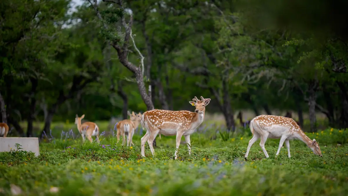TBD El Rincon RD, Mountain Home, TX 78058