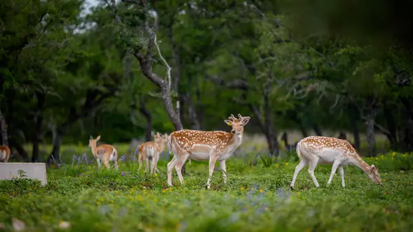 TBD El Rincon RD, Mountain Home, TX 78058