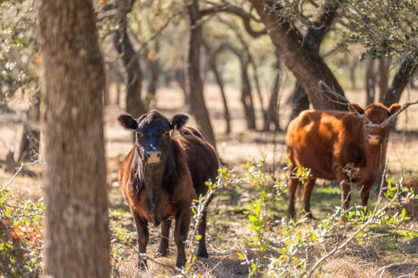 4772-1 County Road 340, Burnet, TX 78611
