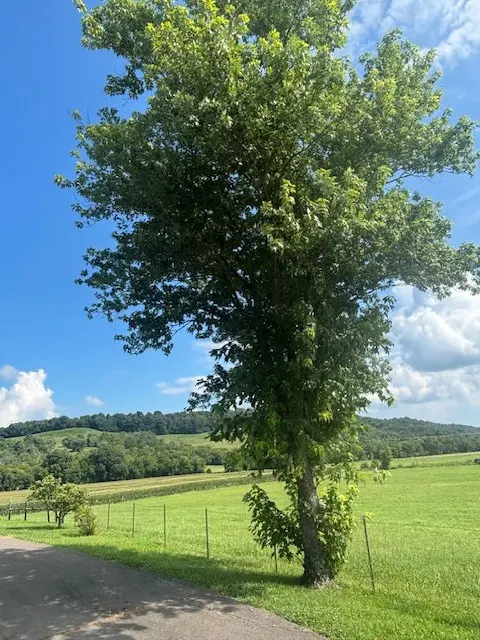 4801 Beech Hill Rd, Pulaski, TN 38478