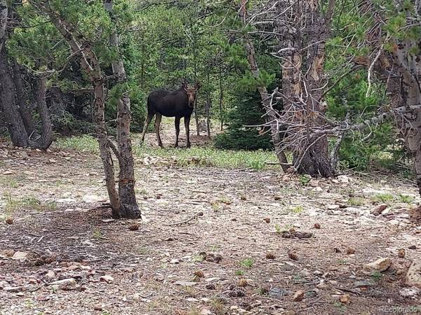 1900 County Road 128J, Nederland, CO 80466