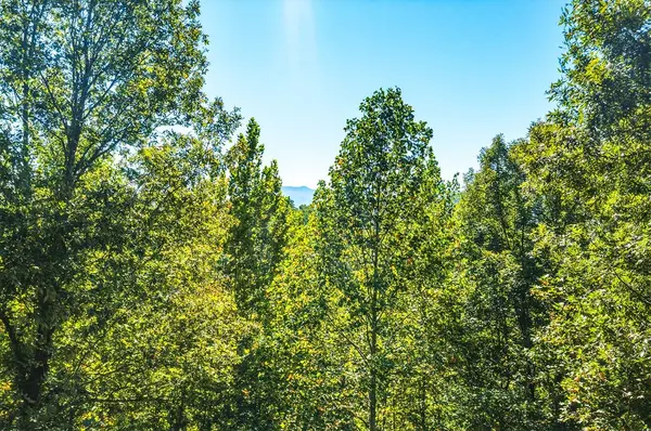 4445 Forest Vista Way, Pigeon Forge, TN 37863