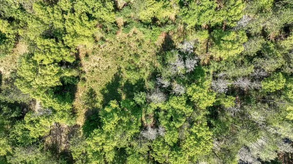 TBD Armstrong LN, Arcadia, WI 54612
