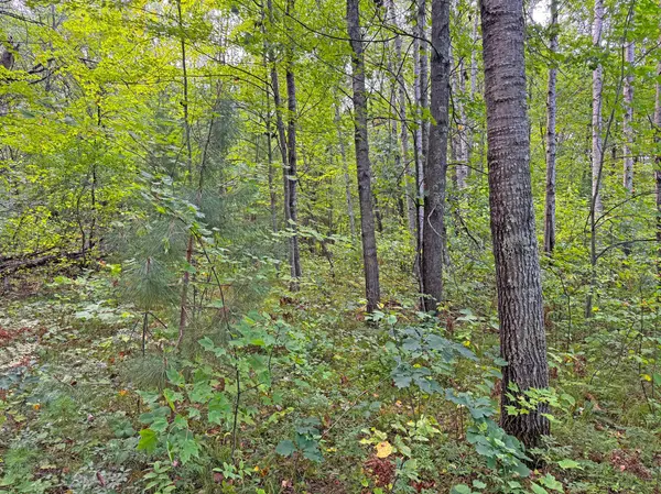 24771 Swede RD, Webster, WI 54893