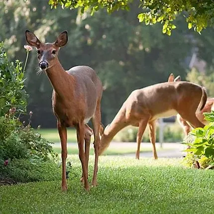 204 Deer Creek CIR, Dripping Springs, TX 78620
