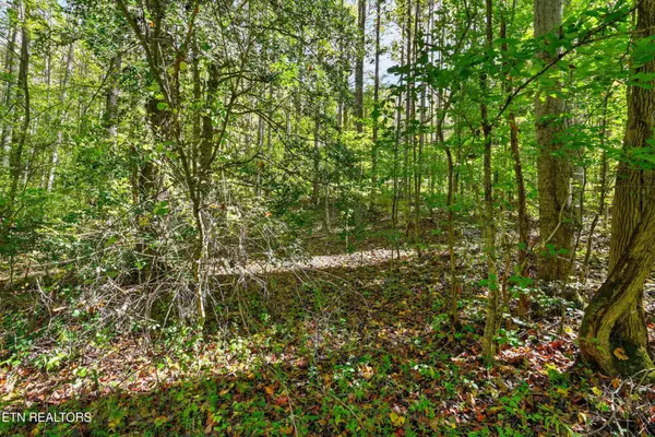 1 Timber Lake Drive, Cosby, TN 37722