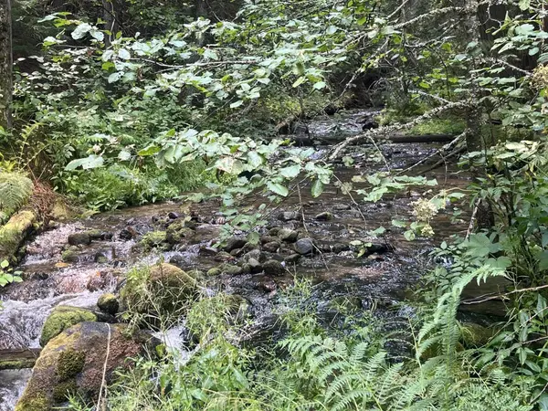 NKA Calicoma Rd/Campbell Ln, Cusick, WA 99119