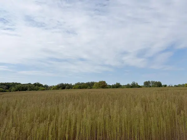 TBD (L4-SM East) Yellowpine CT NW, Isanti, MN 55040