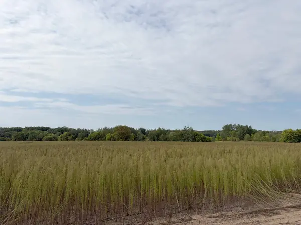 TBD (L5-SM East) Yellowpine CT NW, Isanti, MN 55040