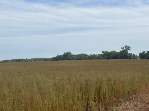 TBD (L14-SM East) Yellowpine CT NW, Isanti, MN 55040