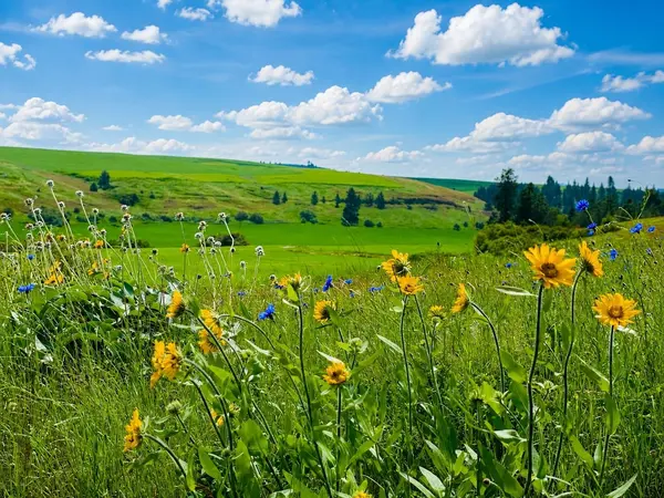 40 Acres 11900 Hays Rd #Lot A - Parcel 9030, Spangle, WA 99031