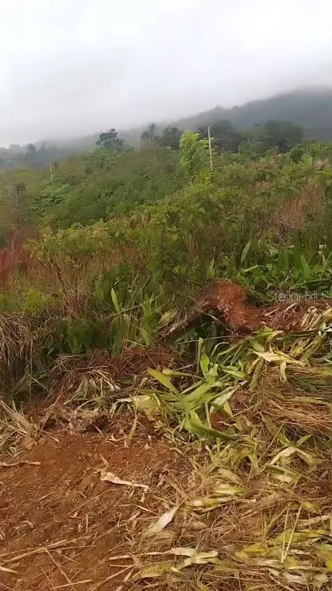 RONCADOR WARD, Utuado, PR 00641