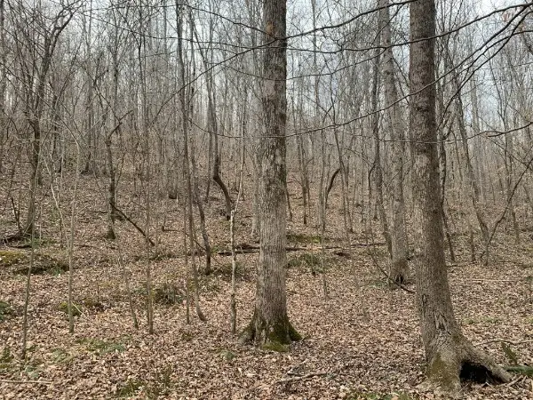 1 West Mackey Rd, Iron City, TN 38463