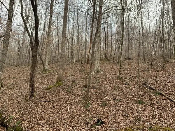 1 West Mackey Rd, Iron City, TN 38463