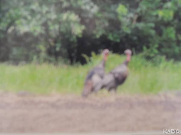 001 Sorento, Greenville, IL 62246