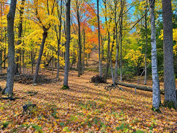 Lot 4 County Rd 39 NE, Longville, MN 56655