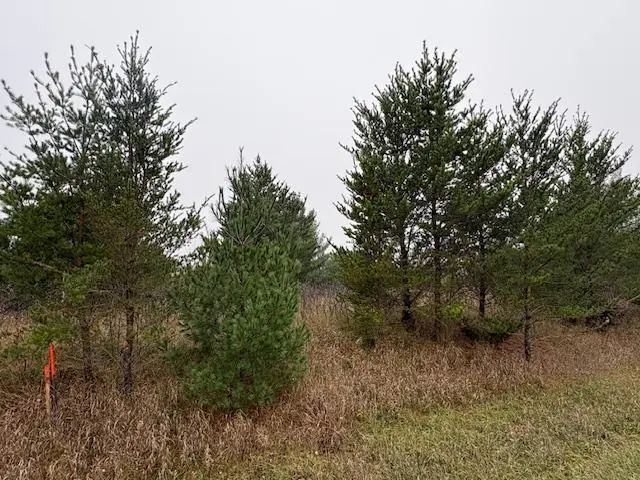 TBDx Overland DR, Browerville, MN 56438