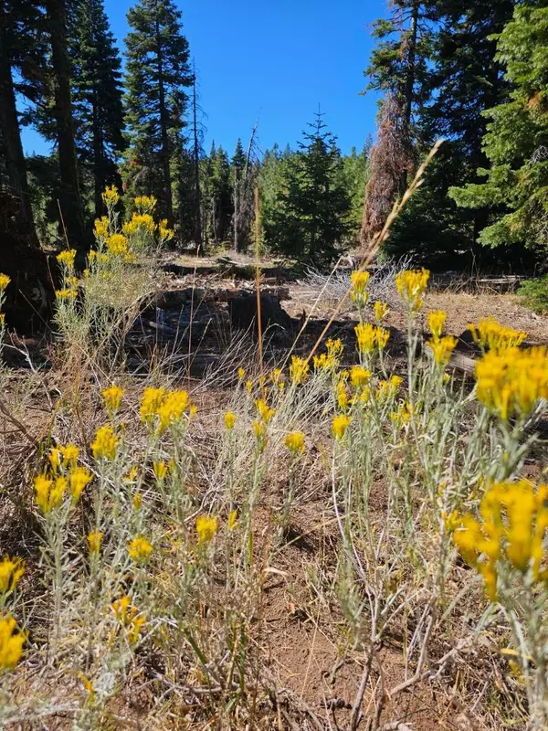 Alturas, CA 96101,0 Prospect RD