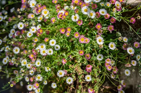 Redwood City, CA 94062,3554 Oak Knoll DR