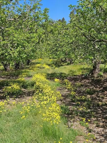 0 Storey RD, Corralitos, CA 95076