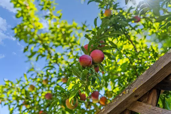 Morgan Hill, CA 95037,14530 De Anza CT