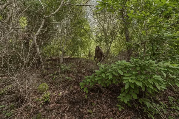 Felton, CA 95018,Lot 02 Lakeview AVE