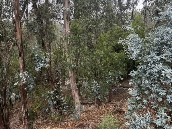 Oakland, CA 94611,6587 Thornhill DR