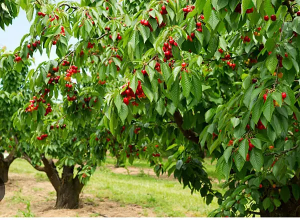 Gilroy, CA 95020,0 APN 841-38-029