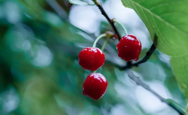 Gilroy, CA 95020,0 APN 841-38-029