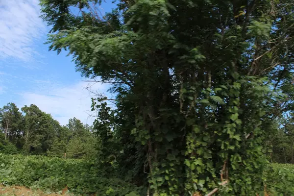 Dalzell, SC 29040,3435 Peach Orchard RD Road