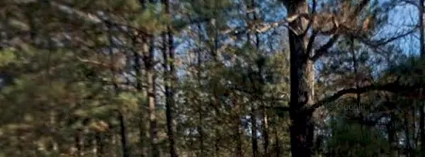 Rembert, SC 29128,5315 Mayrant RD Road