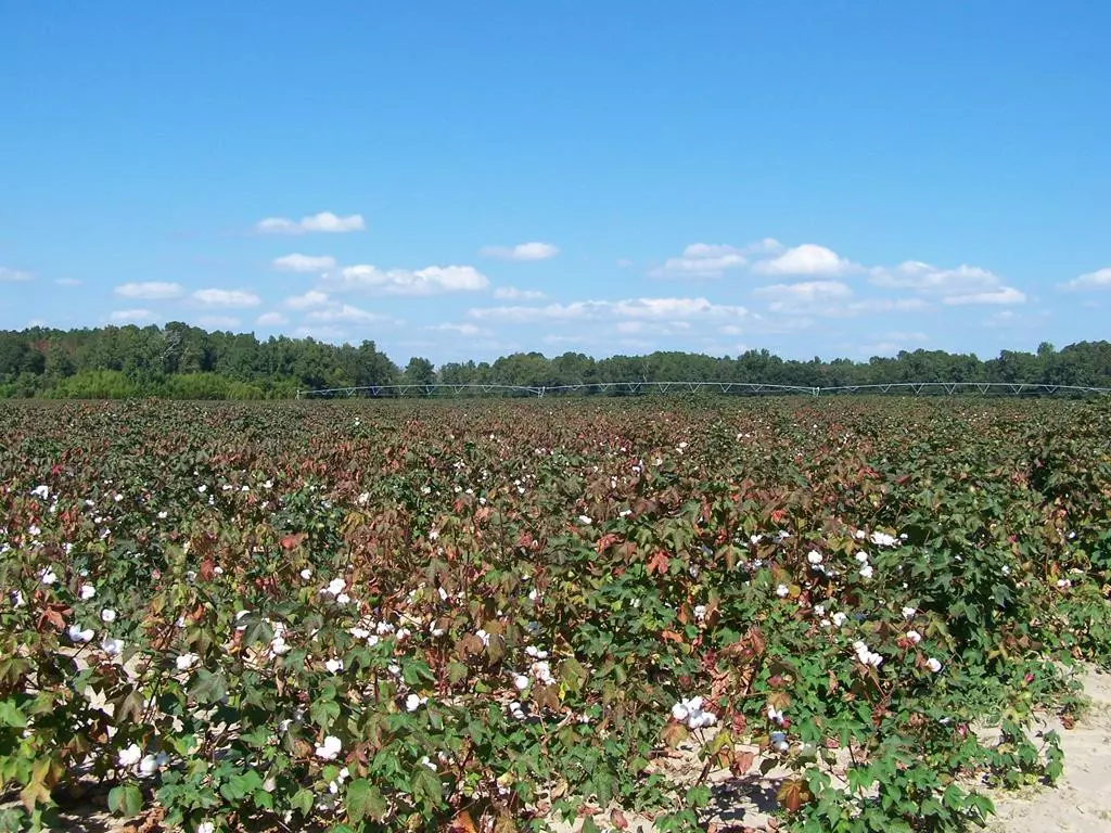 Santee, SC 29142,00 Tee Vee Road, Hwy. 267