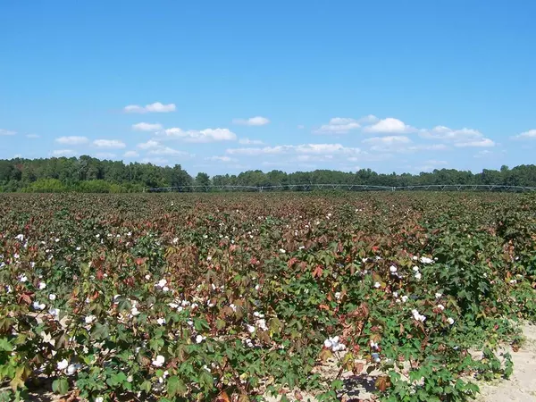 00 Tee Vee Road, Hwy. 267, Santee, SC 29142