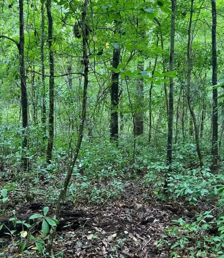 Turbeville, SC 29162,TBD Puddin Swamp RD Road