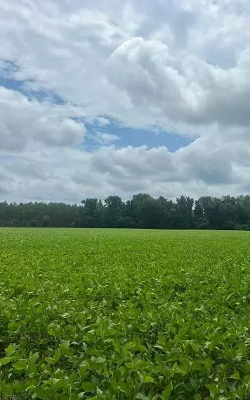 Turbeville, SC 29162,TBD Puddin Swamp RD Road