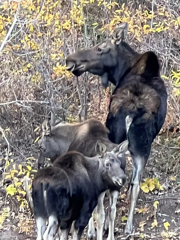 Island Park, ID 83429,5166 Mountain Drive