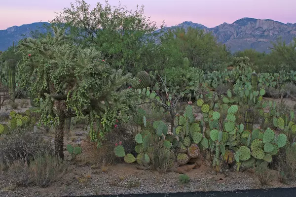 Oro Valley, AZ 85742,11904 N Vista Del Sol #20