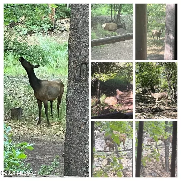 Lakeside, AZ 85929,478 W Pine Shadow DR