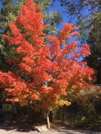 1025 St. Andrews DR, Columbia Falls, MT 59912