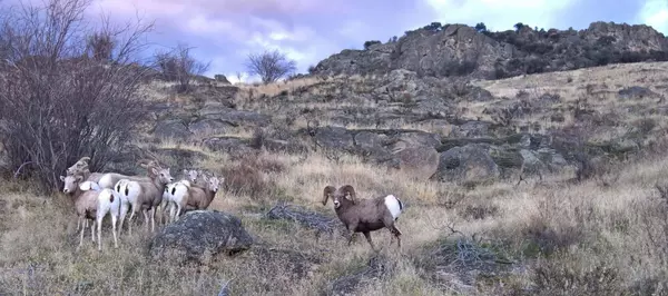 Hamilton, MT 59840,A-2 & A-3 Skyfire DR