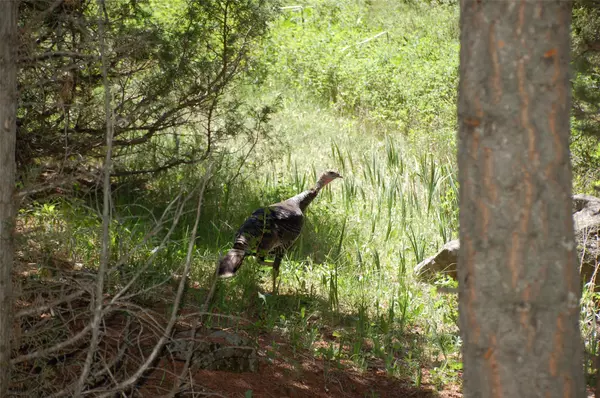 Virginia City, MT 59755,Multiple Blocks