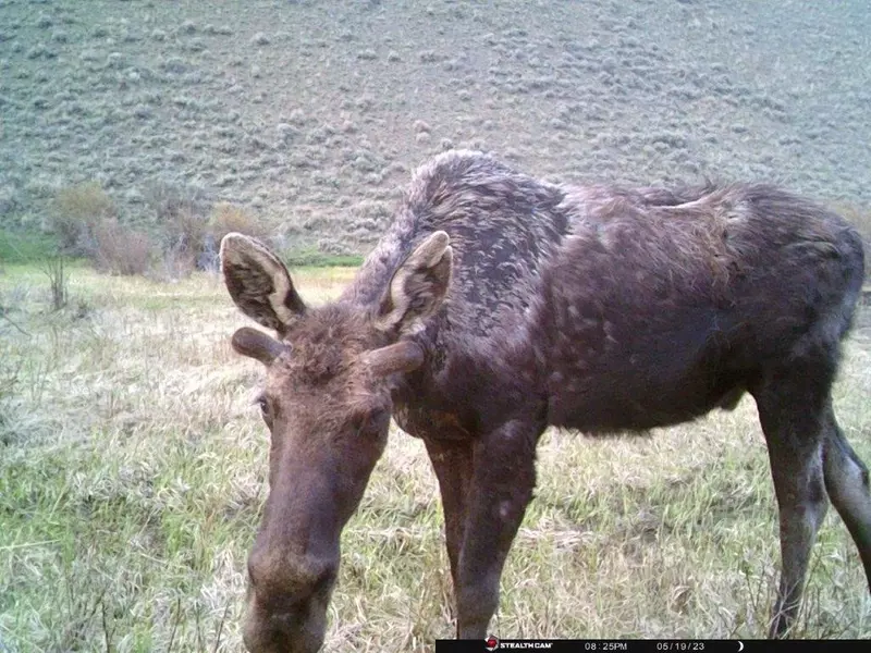 3966 Camp Creek RD, Butte, MT 59701