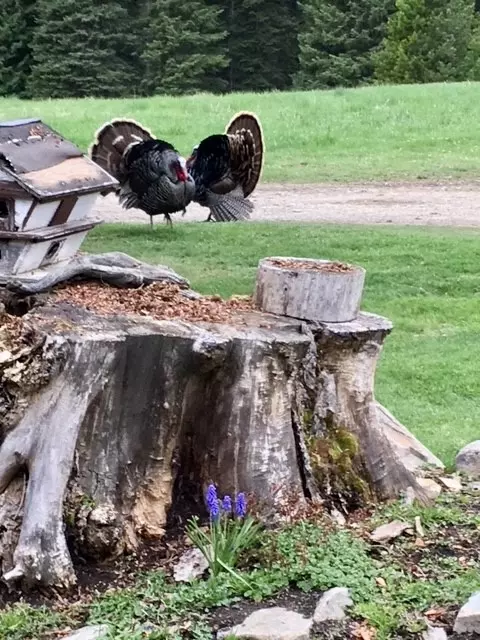 Haugan, MT 59866,1876 Timber Creek RD