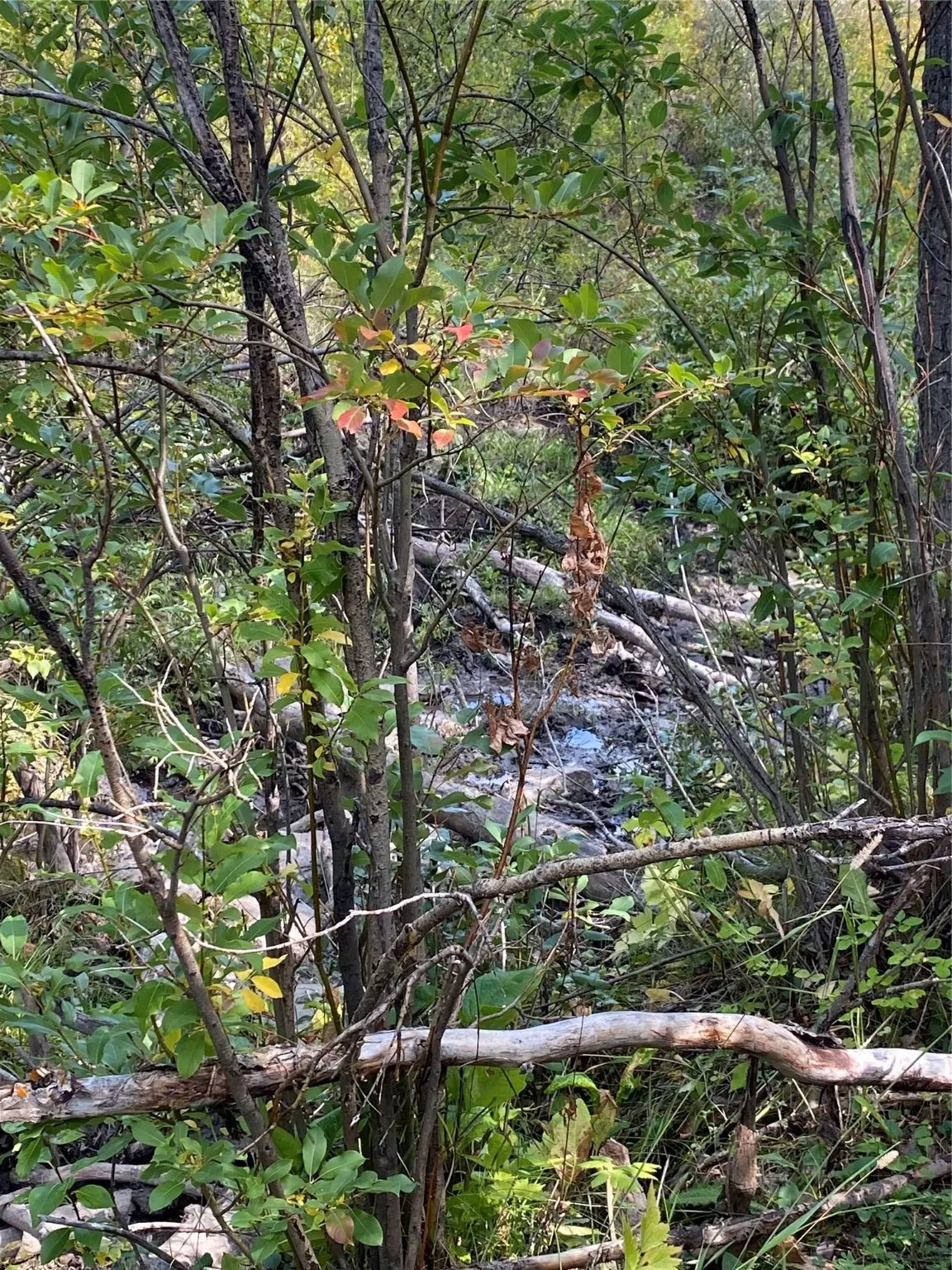 Babb, MT 59411,Nhn Arlie Tracts - Lot 30