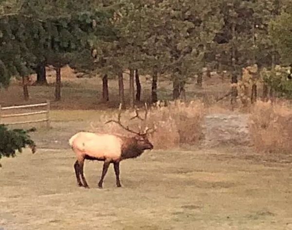 Lincoln, MT 59639,8229 Dead End TRL