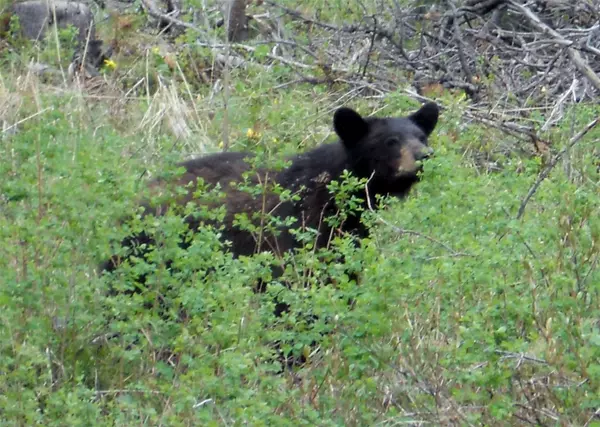 Bozeman, MT 59715,770 Mountain Moose RD