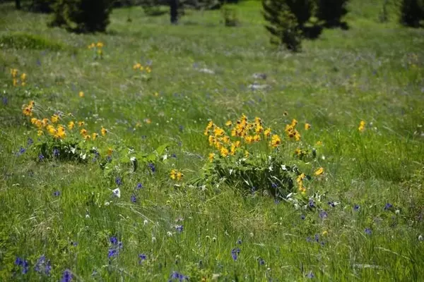 Monarch, MT 59463,TBD Logging Creek RD