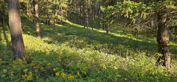 Alberton, MT 59820,NHN Profile Rock