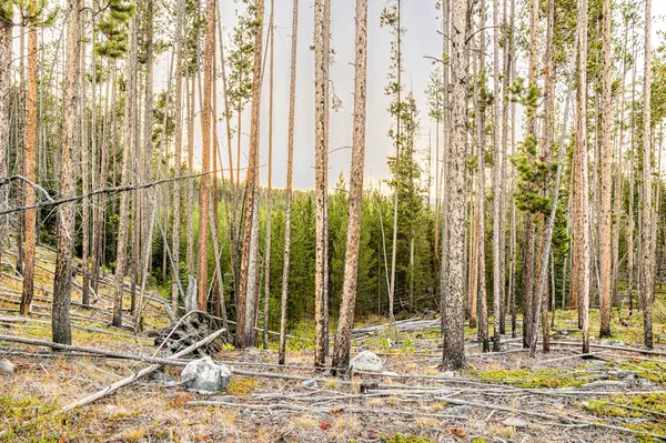 Anaconda, MT 59711,Lot 2 TBD Harris RD
