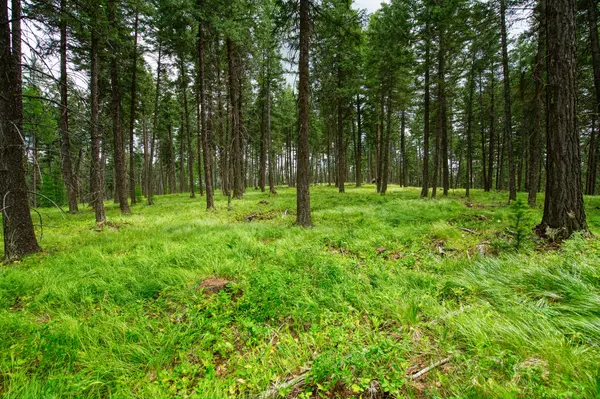 Whitefish, MT 59937,142 Rosewood LN #Lot 18